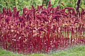 Red herbaceous plants in garden