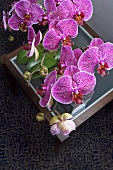 Lila Orchideen