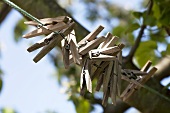 Clothes pegs on line by apple tree