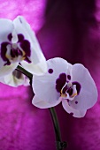Weiß-violette Orchideen