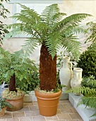 Tree fern in pot (Dicksonia fibrosa)