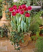 Pink tulips, variety 'Preludium'