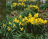 Narcissus 'February Gold' in the open air