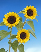 Three sunflowers against blue sky