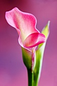 A pink calla lily