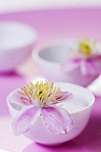 Clematis flower in small bowl