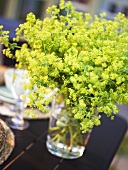 Lady's mantle in a vase