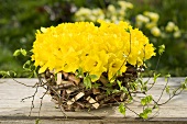 Rustic basket filled with daffodils