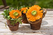 Marigolds, ivy and coir rope in terracotta pots