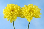Gelbe Chrysanthemenblüten