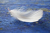 A white feather on a blue background