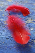 Two red feathers on a blue background