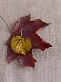 Autumn leaves on fabric