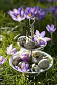 Wild crocuses, snowdrops and quails' eggs on tiered stand