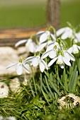 Snowdrops with quails' eggs