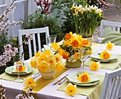 Table decoration with narcissi