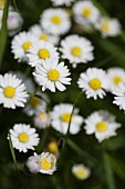 Daisies