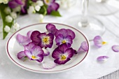 Horned violets in a plate filled with water