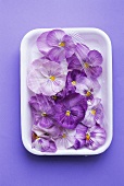 Pansies in a polystyrene tray