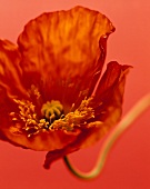 Poppy against red background