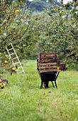Crates of apples on a wheelbarrow