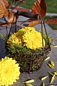 A wire basket with moss and yellow chrysanthemums