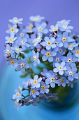 A posy of forget-me-nots in a vase