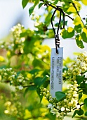White lilac with label