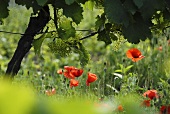 Vine flowers in a vineyard with poppies