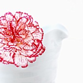 A red and white carnation