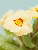 Yellow primroses (close-up)
