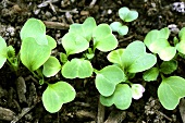 Young radish plants in a garden