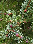 Fir branch with blossom