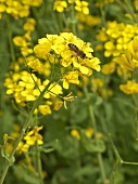 Oilseed rape flowers with bee