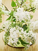 Arrangement of white lilac
