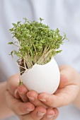 Child holding eggshell with cress growing in it