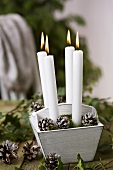 Candles in wooden box with frosted fir cones and moss