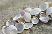 Empty shells on beach