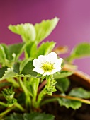 Strawberry plant in a pot
