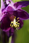 Akelei mit violetter Blüte (Close Up)