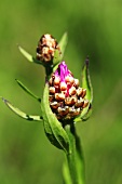 Wiesenflockenblume (Close Up)