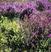 Bilberry bush and heather (Mountains of Mourne, Ireland)