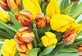 Gelbe und zweifarbige Tulpen