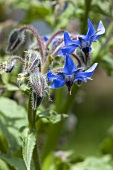 Borage flowers in the open air