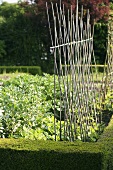 A cane support for growing climbing beans in a vegetable bed