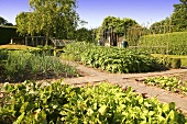 Beds and paths in an organic vegetable garden (England)