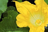 Courgette flower on the plant (close-up)