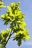 Oak tree (cropped)