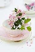Pink colored white thorn blossoms in a pink tea cup