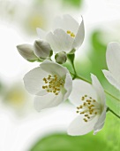 Sprig with jasmine blossoms